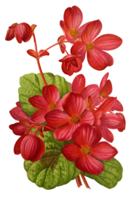 darkmoon_art-begonia-6823262_1920