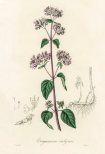 Oregano (Origanum vulgare) illustration from Medical Botany (1836) by John Stephenson and James Morss Churchill.